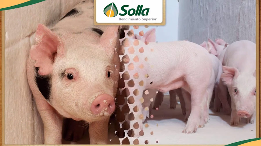 portafolio SOLLA RENDIMIENTO SUPERIOR TOUCHSCREEN